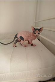 Sphynx