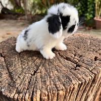 Ariete Nano Mini Lop