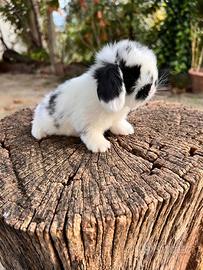 Ariete Nano Mini Lop