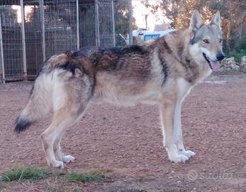 Cane da Lupo Cecoslovacco cucciole femmine PEDIGRE