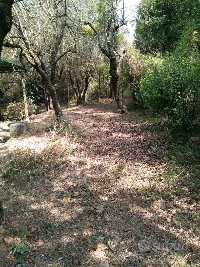 Terreno Agricolo con ulivi in a 15000 - Vista 5