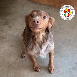 ZEN piccolo e pieno d'amore