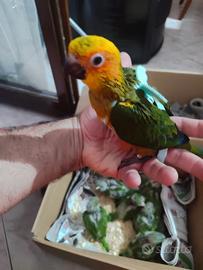 Pullo di conuro del sole