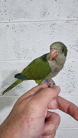 Pullo di parrocchetto Monaco svezzato