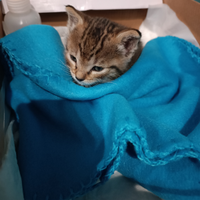 Gattino trovato per strada