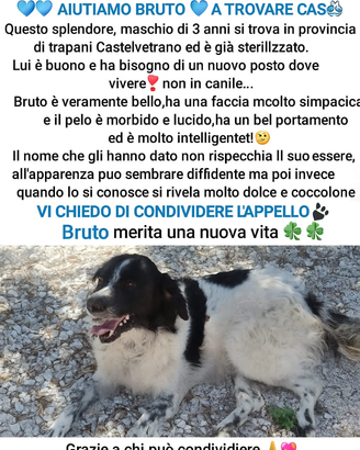 Bruto