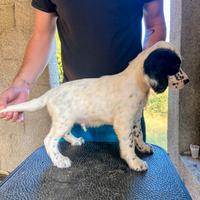 Disponibili Cuccioli Setter Inglese da Caccia