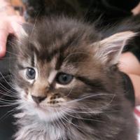 Cuccioli maine coon