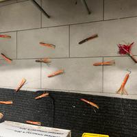 Barra acciaio  traina octupus traina