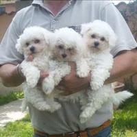 Cuccioli razza bolognese