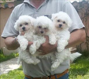 Cuccioli razza bolognese