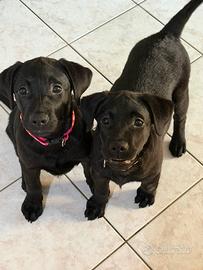 Labrador