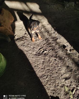 Cuccioli piccola taglia