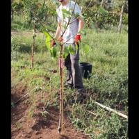 Giardiniere, piante e fertilizzanti
