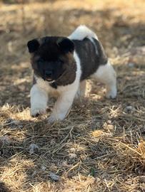 Akita americano