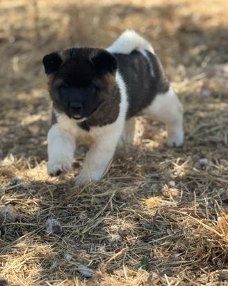 Akita americano