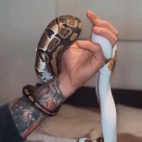 Pitoni Reali pied - coppia serpenti