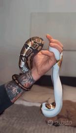 Pitoni Reali pied - coppia serpenti