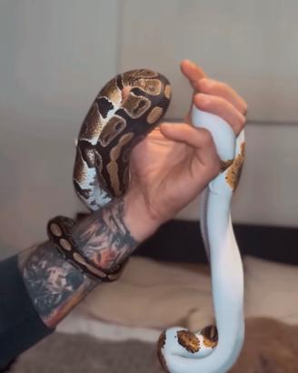 Pitoni Reali pied - coppia serpenti