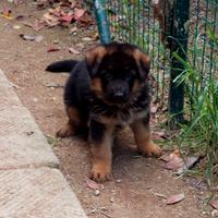 Cuccioli Pstore Tedesco Maschi a Pelo Corto