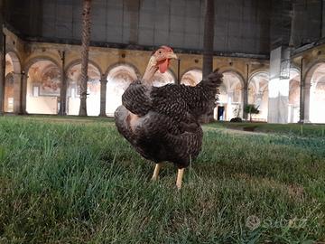 Gallina di Sant' Antonio collo nudo