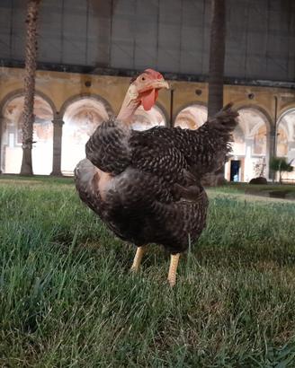 Gallina di Sant' Antonio collo nudo