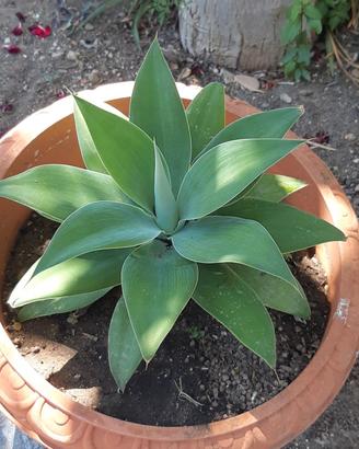 piante grasse