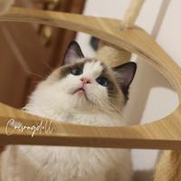 Ragdoll maschio riproduzione con pedigree