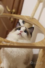 Ragdoll maschio riproduzione con pedigree