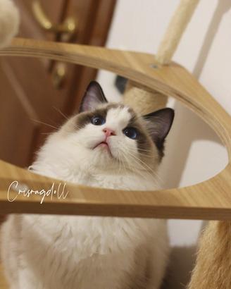 Ragdoll maschio riproduzione con pedigree