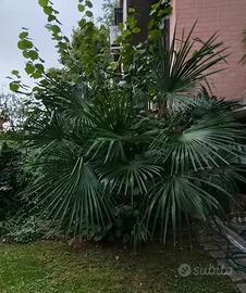 Palma da giardino 