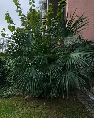 Palma da giardino 