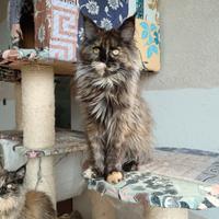 Cuccioli di Maine Coon