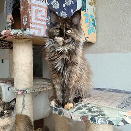 Cuccioli di Maine Coon