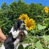 Cuccioli Pointer-genealogia da beccaccini