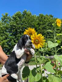 Cuccioli Pointer-genealogia da beccaccini