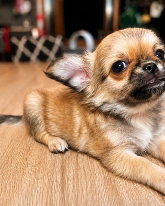 Cucciola di chihuahua