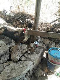 gallo e galline nane