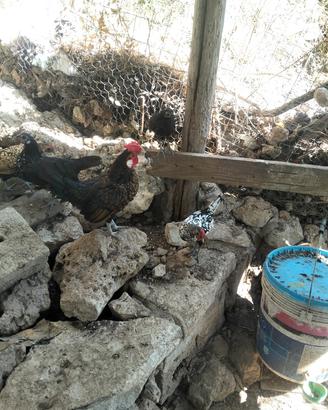 gallo e galline nane
