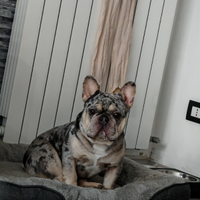 Disponibile per monta buldog francese