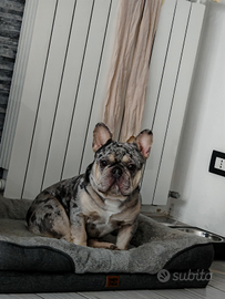 Disponibile per monta buldog francese