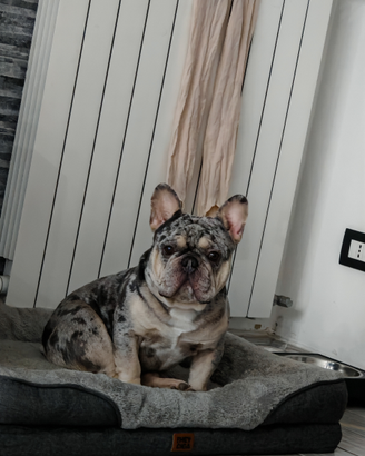 Disponibile per monta buldog francese