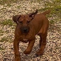Rhodesian Ridgeback