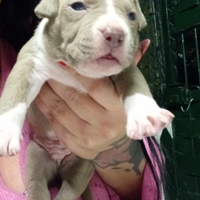 Cucciolo di pitbull