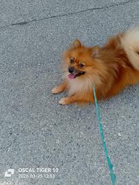 Volpino maschio 2 anni