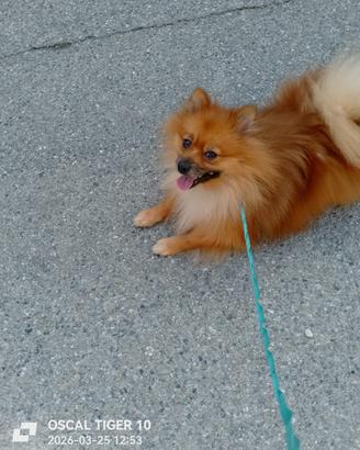 Volpino maschio 2 anni