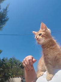 Gattini Maine Coon