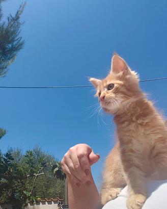 Gattini Maine Coon