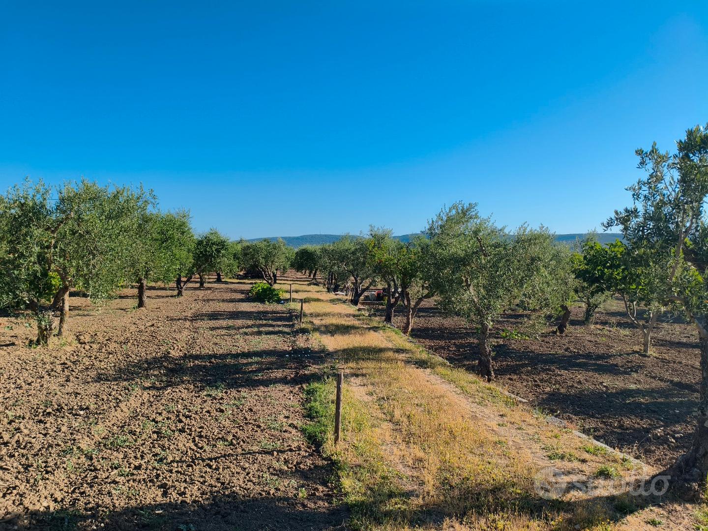 Terreno agricolo - Vista 5