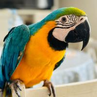 Pappagallo ararauna giallo blù